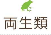 両生類